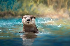 Saukko uimassa kirkkaassa vedessä.