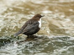 Fågel med vit bröst sittande på en sten i rinnande vatten.