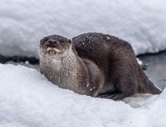 Utter vid snötäckt Glimsån.