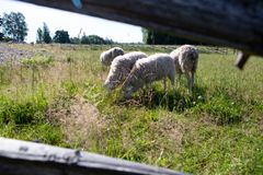 Aidanraosta kuvattuna neljä lammasta seisovat lähekkäin toisiaan ja syötvät niityllä heinää.