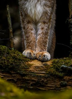 Ilveksen pörröiset tassut lepäävät puun rungolla metsässä.