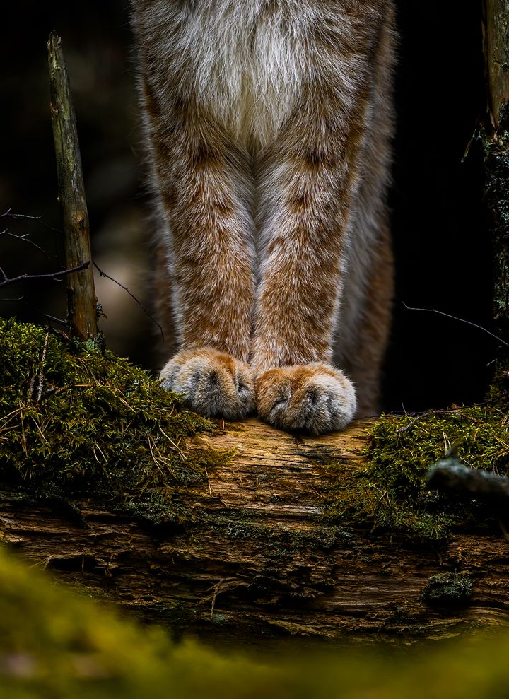 Ilveksen pörröiset tassut lepäävät puun rungolla metsässä.