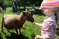 Yksi lammas ja lapsi niityllä seisomassa.
