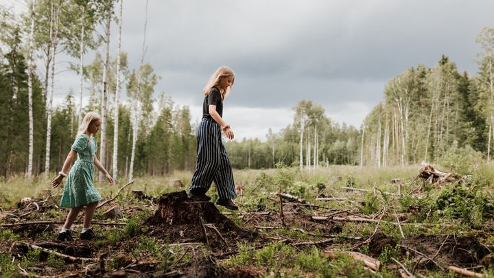 Kaksi lasta kävelee hakkuuaukealla metsässä.