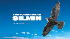 En fågel i flykt mot en klar blå himmel, med texten "TUNTURIHAUKAN SILMIN – VALOKUVANÄYTTELY".