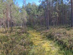 Kuvassa näkyy Gillermossenin metsää.