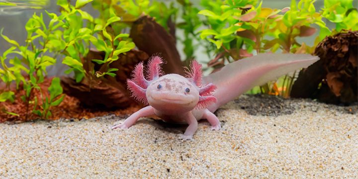 Aksolotli Sea Life