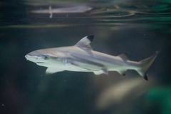 Mustaevähai Sealife Helsingissä