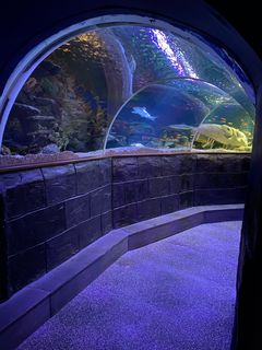 Sea Lifen valtamerialtaan tunneli