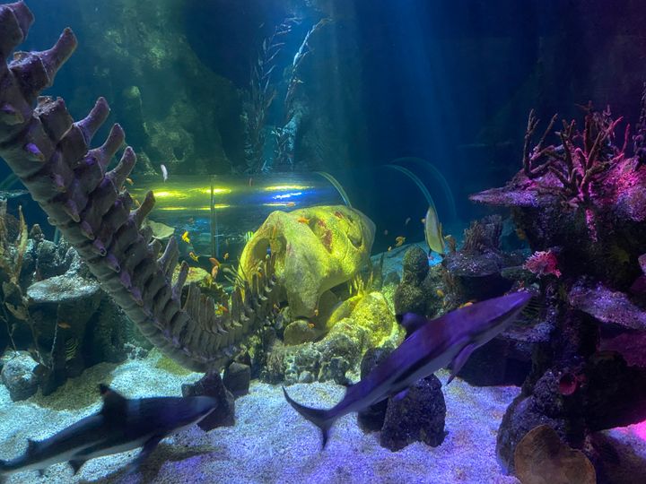 Sea Life valtameriallas