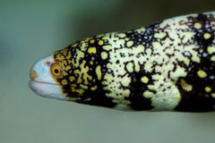 Tähtimureena läheltä