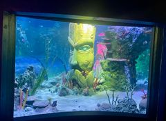 Kauttaaltaan remontoitu akvaariokeskuksen helmi, Valtameriallas on näyttävä ilmestys.
