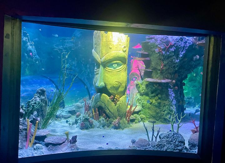 Kauttaaltaan remontoitu akvaariokeskuksen helmi, Valtameriallas on näyttävä ilmestys.