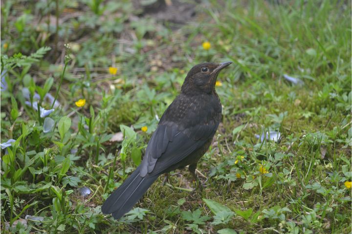 Mustarastailla on usein punkkeja ja pieni osa linnuista kantaa esimerkiksi borrelioosia. Kuvaaja: Aleksi Lehikoinen.