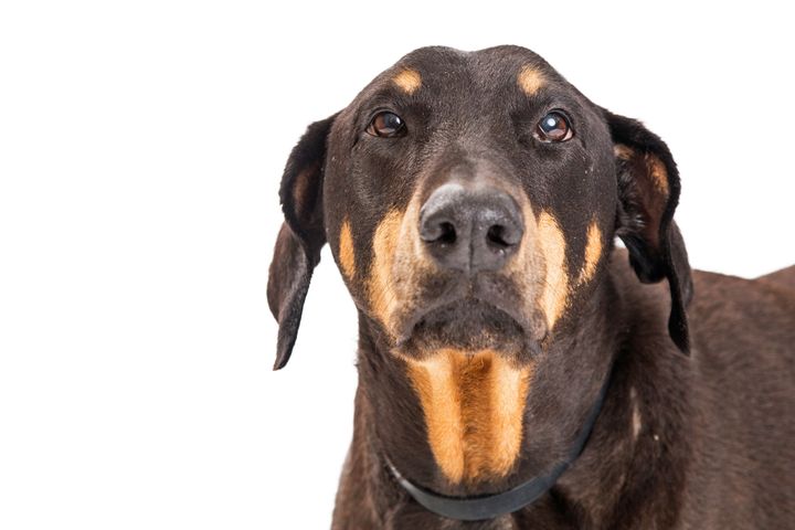 Dobermanni. Kuva: Mostphotos.