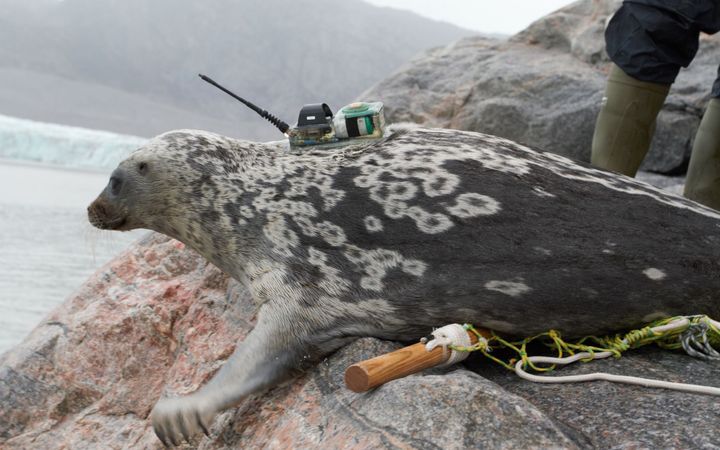 Tutkimus yhdisti telemetriapaikannusta, ilmakartoitusta ja geneettisiä analyyseja kangiannorppien erityislaatuisen todentamiseen. Kuva: Greenland Institute of Natural Resources.