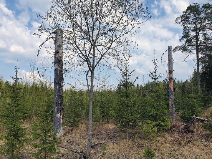 Tekopökkelöillä tehdään elävästä puusta hetkessä lisää kuollutta puuta, jossa saman tien käynnistyy lahoamisprosessi, ja tällä tavoin pökkelöstä on vähitellen hyötyä lahopuulajistolle. Kuva: Heidi Björklund.