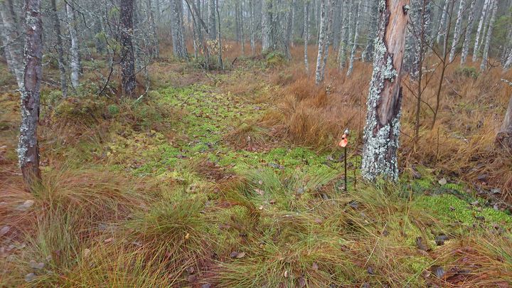 Rahkasammalen leviämistä metsään Salamajärven kansallispuistossa. Kuva: Teemu Juselius-Rajamäki
