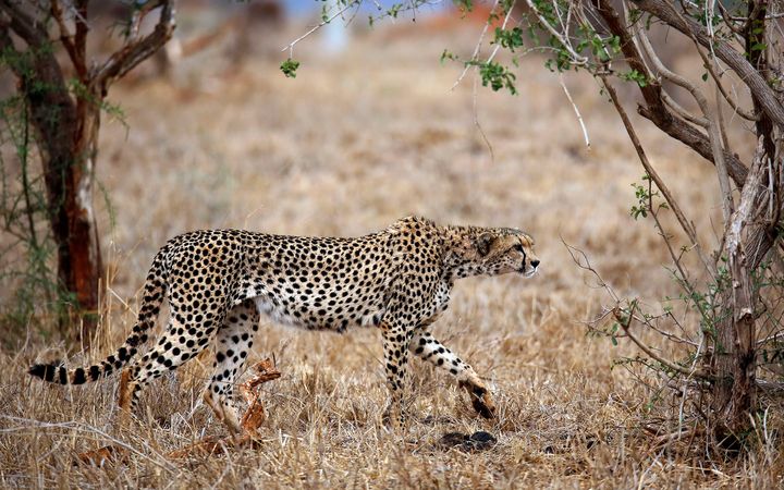 Uhanalaisen gepardin populaatio on luokiteltu vaarantuneeksi.