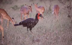 Etelänkalkkunasarvekas (Bucorvus leadbeateri) Impaloiden (Aepyceros melampus) ympäröimänä Krugerin Luonnonpuistossa Etelä-Afrikassa.