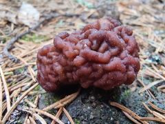 Korvasieni