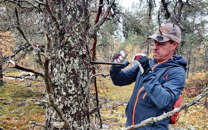 Mies kairaa puolilähikuvassa männyn runkoa rinnan korkeudelta.