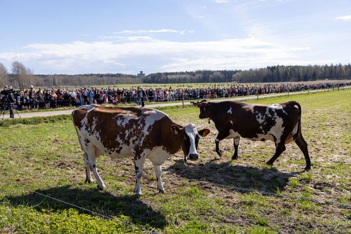 Viikin tutkimustilan lehmät pääsivät laitumelle.