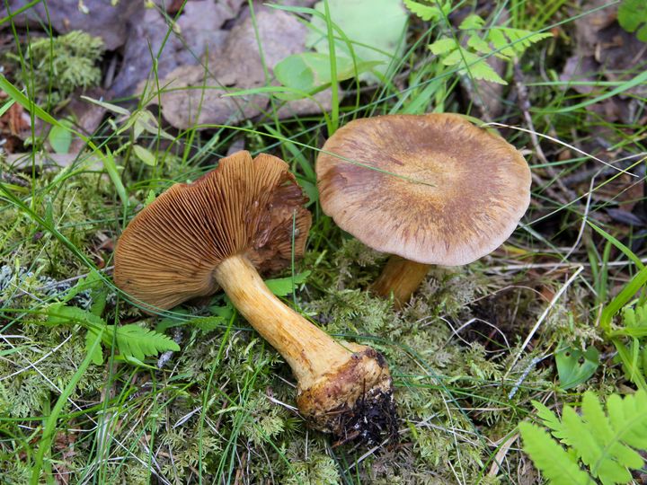 Tieteelle uusi sienilaji, suomenseitikki (Phlegmacium fennicum). Se tunnetaan toistaiseksi vain Suomesta Perä-Pohjanmaan Keminmaan kalkkikuusikoista, siksi nimi suomenseitikki.