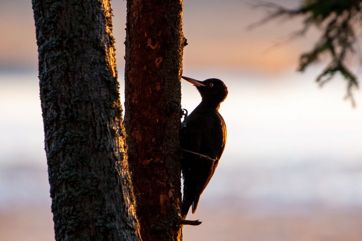 Tikka koputtaa puuta auringonlaskussa.