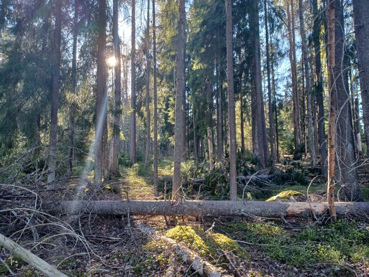 Vanha metsä