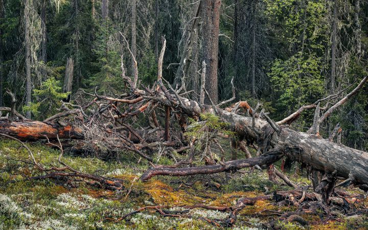 Kaatunut puu metsässä, ympärillä sammalta ja muita puita.