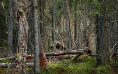 Tiheä metsä, jossa on kaatuneita puita ja vihreää aluskasvillisuutta.