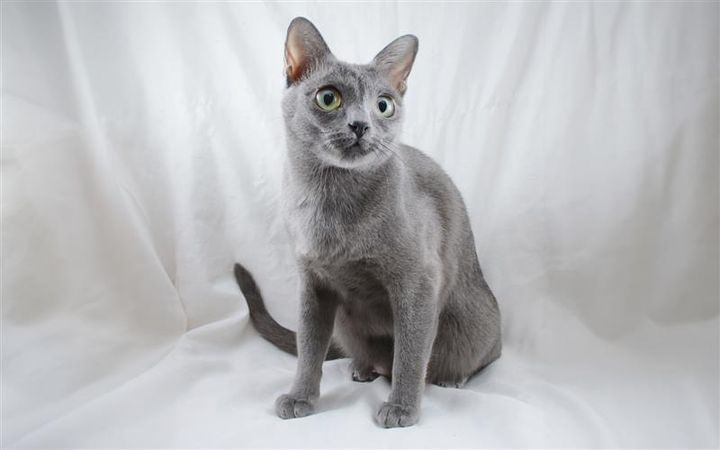 Harmaa Korat-kissa istuu valkoisella taustalla.