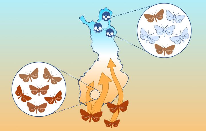 Karttakuva Suomesta, jossa on korostettu kaksi aluetta. Pohjoisessa violetit perhoset symboloivat kylmää, ja etelässä ruskeat perhoset symboloivat lämpimämpää ilmastoa. Nuoli osoittaa etelästä pohjoiseen.