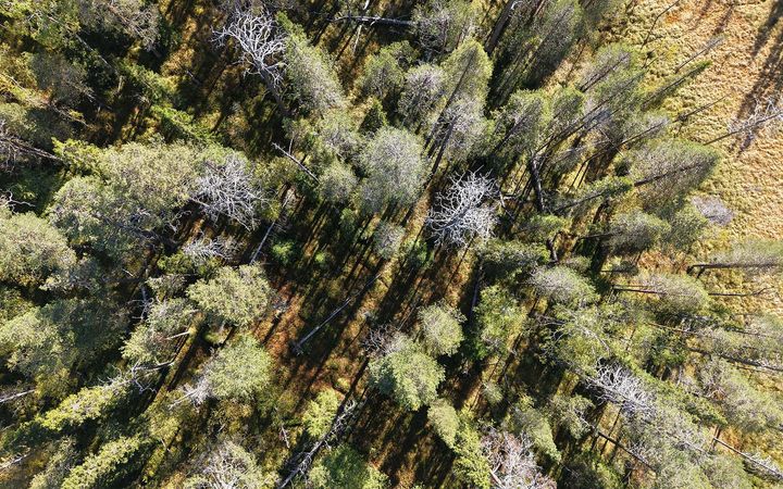 Metsän puuston tilaa voidaa seurata muun muassa laserkeilauksen avulla.