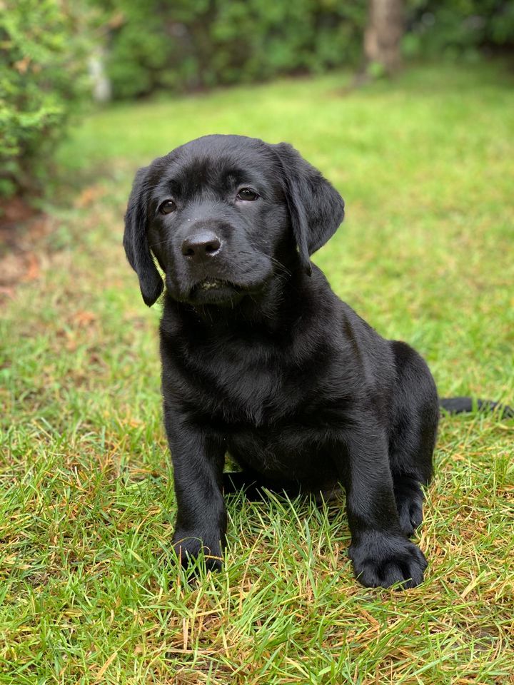 Labradorinnoutajan pentu