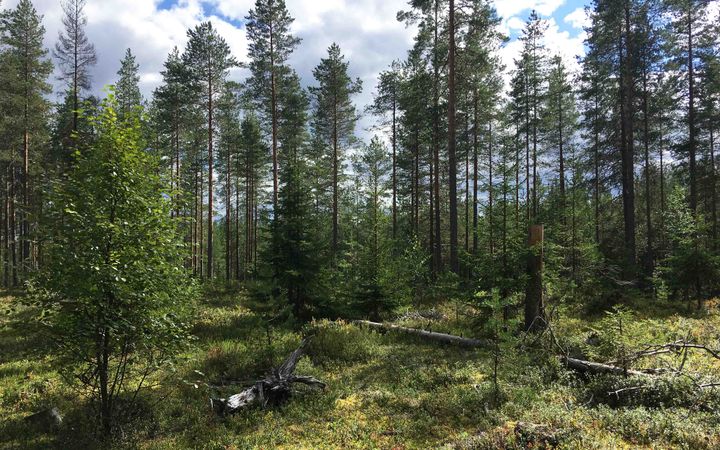 Eri-ikäisiä puita metsässä