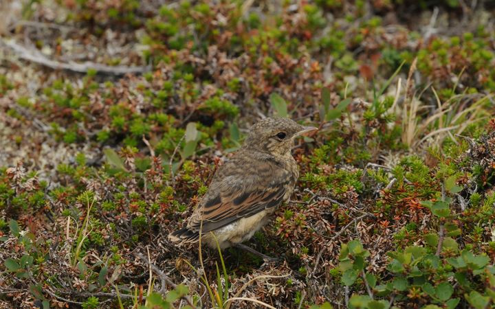 Kivitaskun poikanen seisoo maassa kasvillisuuden keskellä.