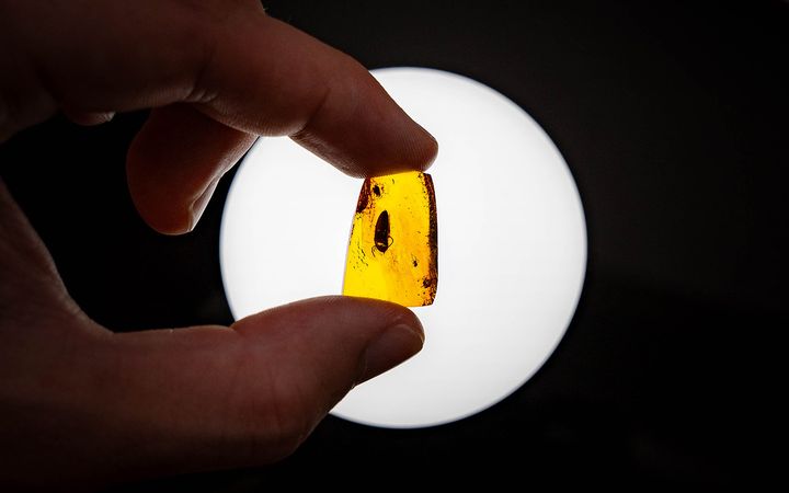 Käsi pitelee oranssinkeltaista meripihkapalaa vasten valkoista taustaa.