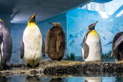 Kuningaspingviinejä sisätiloissa Zürichin eläintarhassa.