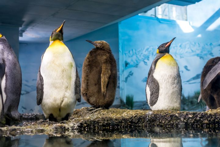 Kuningaspingviinejä sisätiloissa Zürichin eläintarhassa.