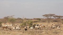 Karjaa laiduntamassa Keniassa.