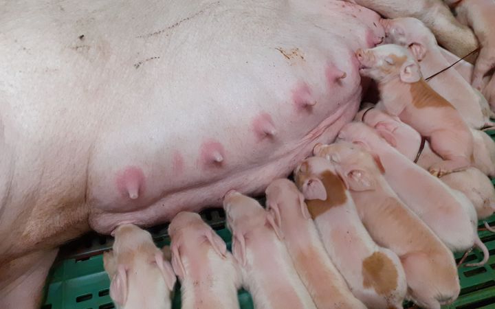 Emakko imettää useita pieniä porsaita.