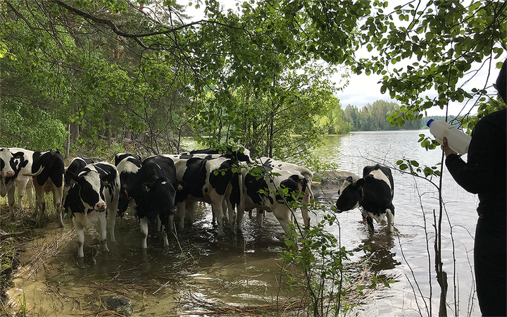 Henkilö seisoo rannalla näytteenottopullon kanssa, katselemassa lehmiä, jotka seisovat veden ääressä.