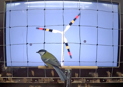 Kuva talitiaisesta, taustalla digitaalinen tuulivoimala varoituskuvioilla.