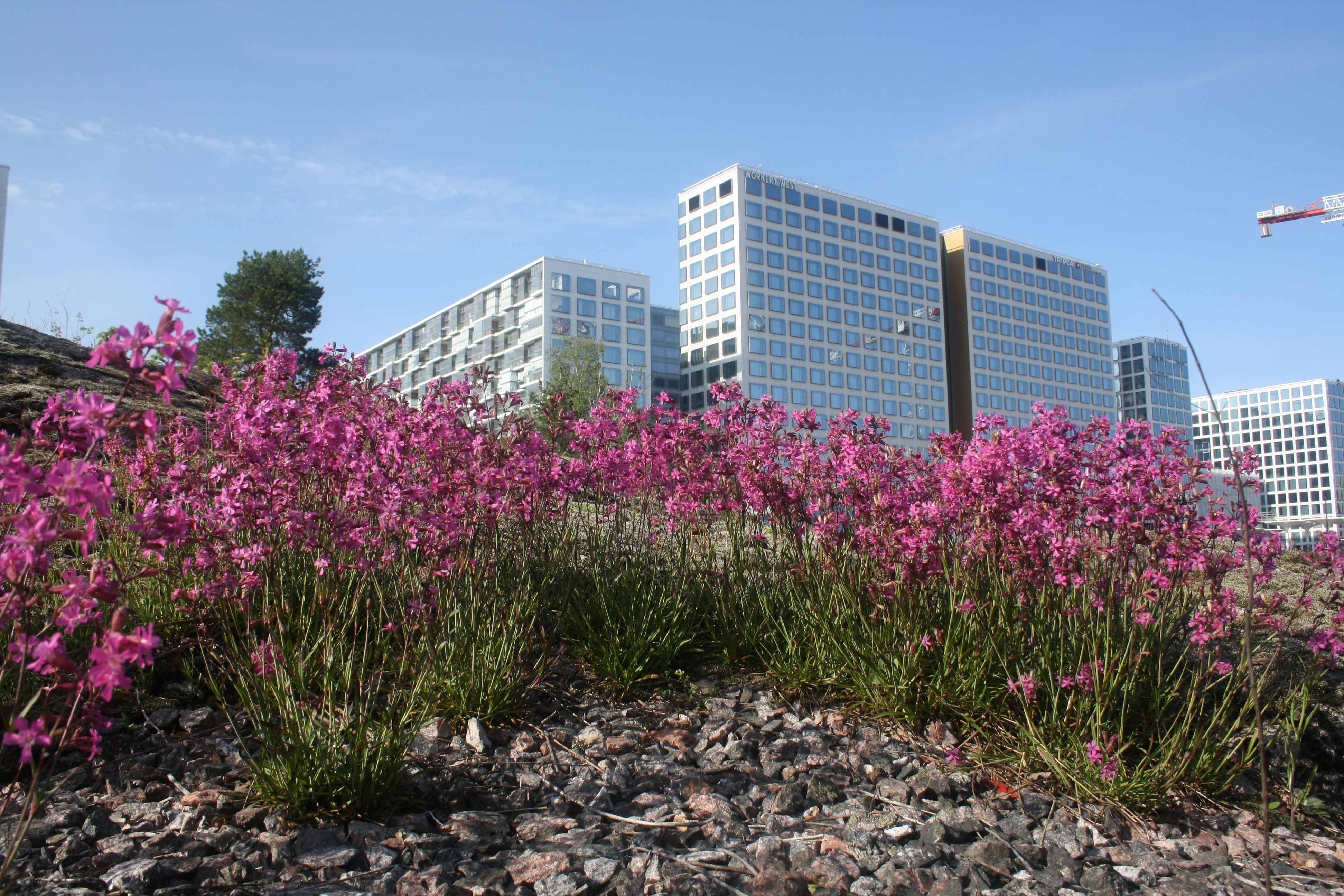 Kaupunkiniityt lisäävät luonnon monimuotoisuutta ja asukkaiden viihtyvyyttä
