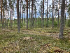 Alt-teksti: Metsäinen kaivausalue keväällä, taustalla vihreitä puita ja hieman pilvinen taivas.