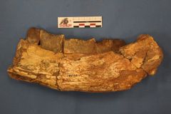 Xenastrapotherium kraglievichin leukaluu, jossa näkyy sekä Purussaruus neivensiksen hyökkäyksestä että Langstonia huilensisiksen raadonsyönnistä. .