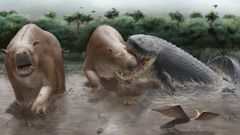 Kuvituskuva Purussarus neivensiksestä hyökkäämässä Pericotoxodon platignathuksen kimppuun.