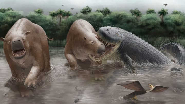 Kuvituskuva Purussarus neivensiksestä hyökkäämässä Pericotoxodon platignathuksen kimppuun.